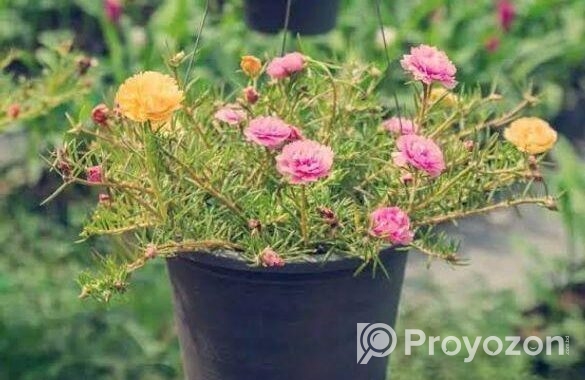 রঙিন পর্তুলিকা ফুলের বীজ – আপনার ঘরবাড়ি সাজান প্রাকৃতিক স্পর্শে!