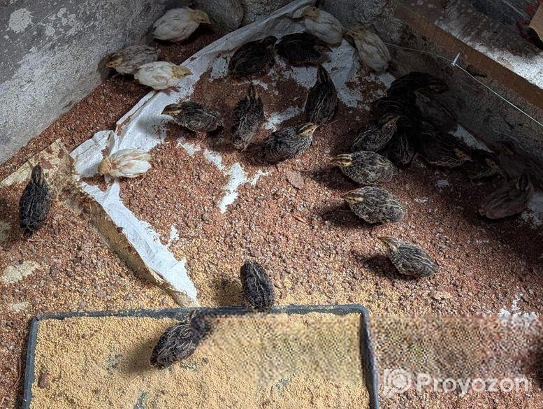 কোয়েল পাখি