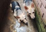 জার্মান শেফার্ড Dog