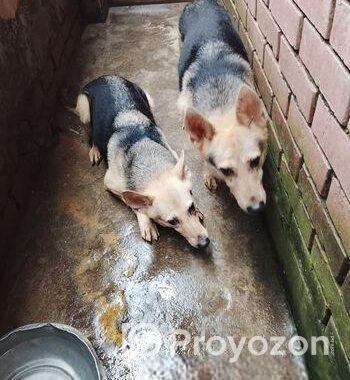 জার্মান শেফার্ড Dog