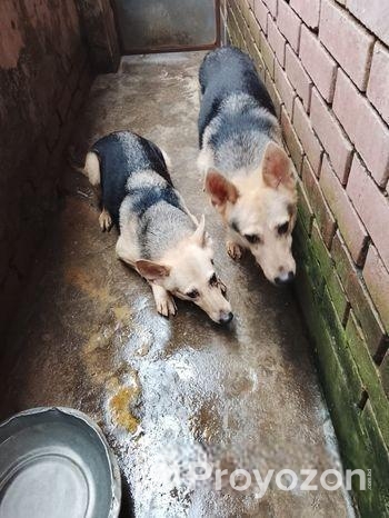 জার্মান শেফার্ড Dog