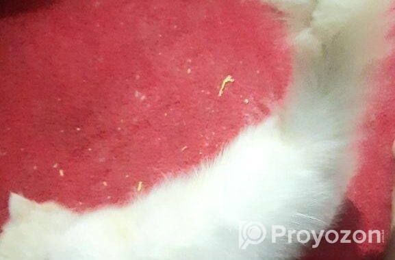 Pure Parsian Kitten