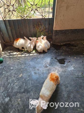 ৪পিছ বাচ্চা খরগোস