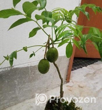 চাইনা আমরা