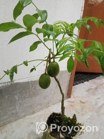 চাইনা আমরা