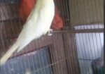 Lutino Breeding Cocktail
