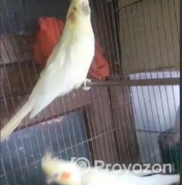 Lutino Breeding Cocktail