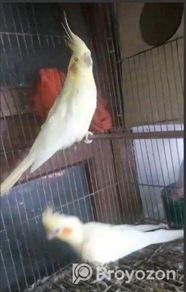 Lutino Breeding Cocktail