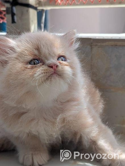 এক্সটিক ব্লাদলাইন পারসিয়ান