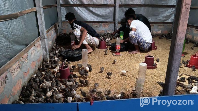 কোয়েল পাখি বিক্রি করা হলো