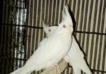 Cokatail (albeno) Red Eye (breading Running)