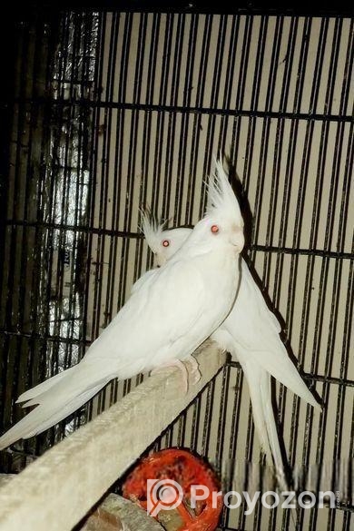 Cokatail (albeno) Red Eye (breading Running)