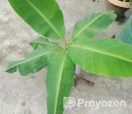 সাগর কলা চারা বিক্রি হবে আমার ছাদে প্রতিবছরই কোলা হয় চারাটি