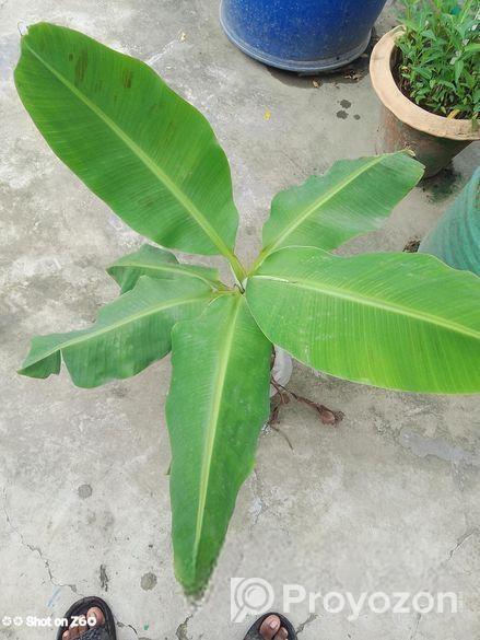 সাগর কলা চারা বিক্রি হবে আমার ছাদে প্রতিবছরই কোলা হয় চারাটি