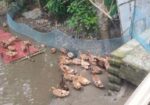 খাকি ক্যাম্বেল হাঁস ওরজিনাল