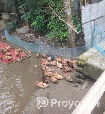 খাকি ক্যাম্বেল হাঁস ওরজিনাল