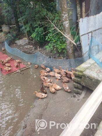 খাকি ক্যাম্বেল হাঁস ওরজিনাল