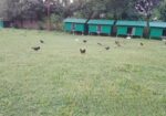 মাওনা, গাজীপুরে জমি বিক্রয়