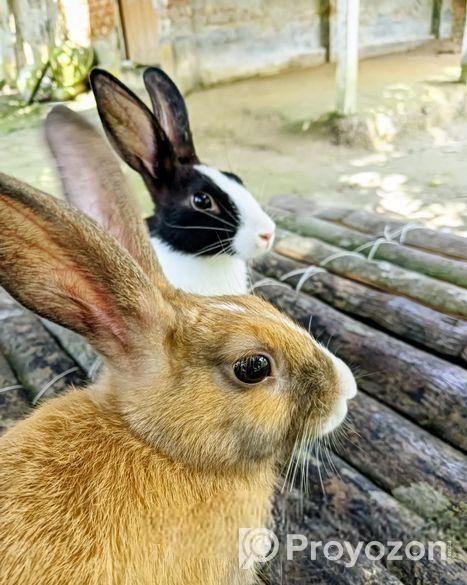 পোসা খরগোশ