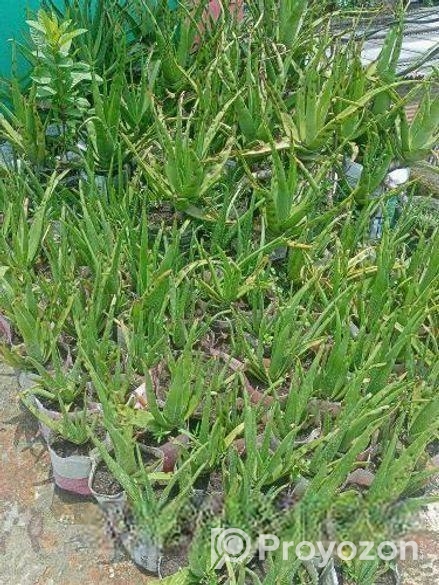 উন্নত মানের এ্যালোভেরা চারা ও স্নেক প্ল্যান