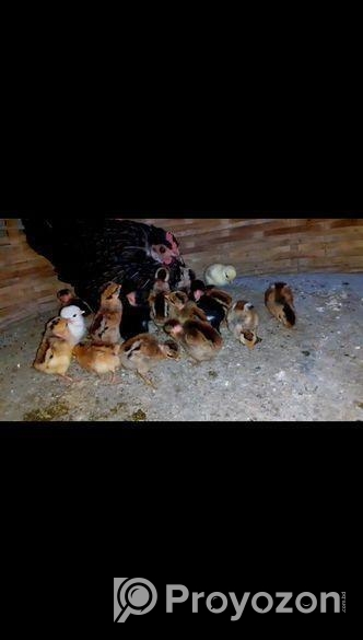 দেশী গলাছিলা মুরগীর বাচ্চা