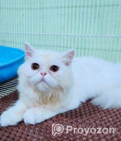 ত্রিপল কোড পিওর পার্শিয়ান বিড়াল