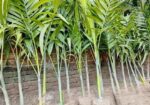 শুপারি গাছ