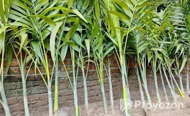 শুপারি গাছ