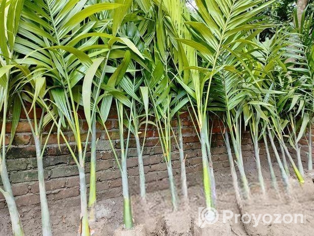 শুপারি গাছ