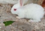 Rabbit for sell