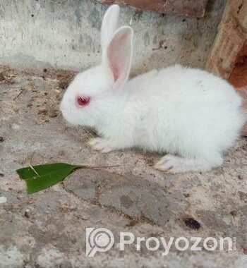 Rabbit for sell