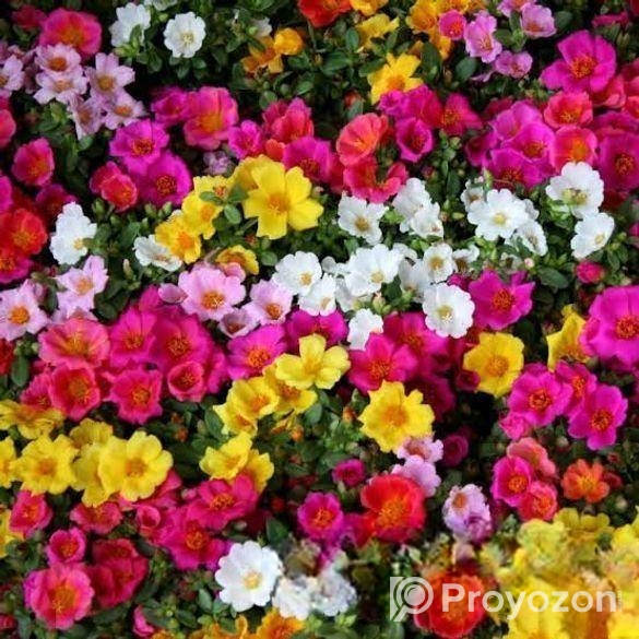 রঙিন পর্তুলিকা ফুলের বীজ – আপনার ঘরবাড়ি সাজান প্রাকৃতিক স্পর্শে!