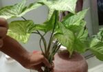 Arrowhead Plant