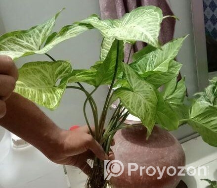 Arrowhead Plant