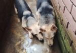 জার্মান শেফার্ড Dog