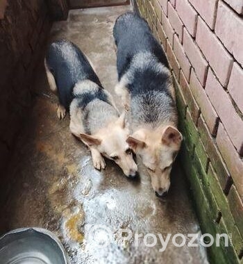 জার্মান শেফার্ড Dog
