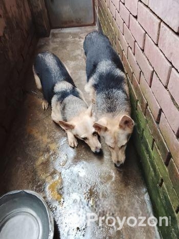 জার্মান শেফার্ড Dog