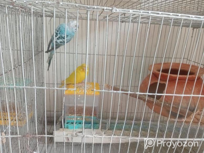 রানিং পাখি বিক্রি