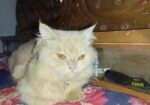 Persian Cat for Sale