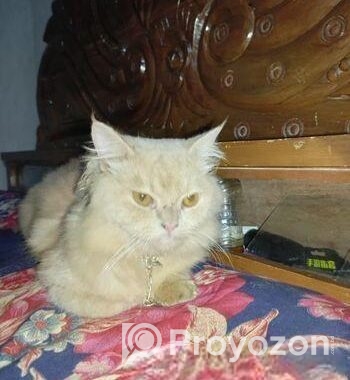 Persian Cat for Sale