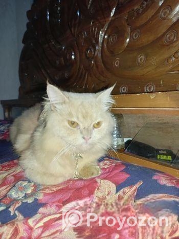 Persian Cat for Sale