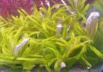 Aquatic Plants