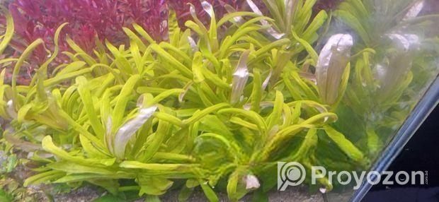 Aquatic Plants