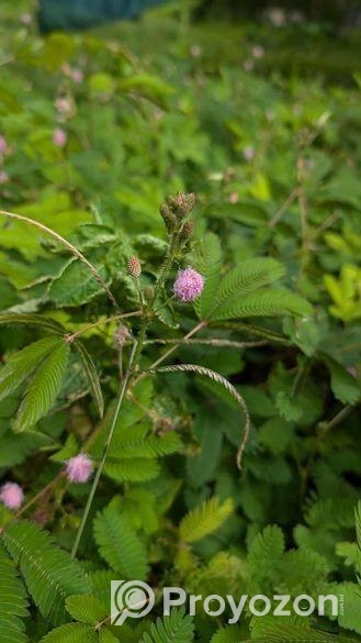 লজ্জাবতী গাছ