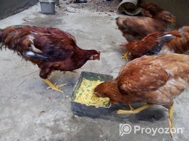 মুরগি বিক্রি করা হবে