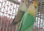Love bird pair for sell