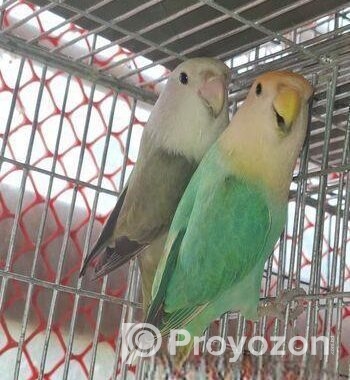 Love bird pair for sell