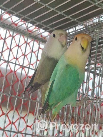 Love bird pair for sell