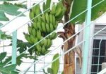 সাগর কলা চারা বিক্রি হবে আমার ছাদে প্রতিবছরই কোলা হয় চারাটি
