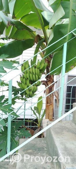 সাগর কলা চারা বিক্রি হবে আমার ছাদে প্রতিবছরই কোলা হয় চারাটি